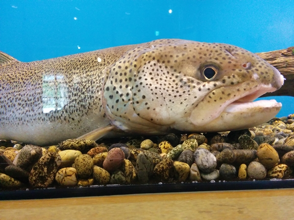 北海道最大の淡水魚『イトウ』です。【北海道Sightseeing Taxi】