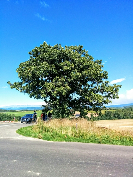 美瑛町セブンスターの木です。【美瑛町観光貸切ジャンボタクシー】