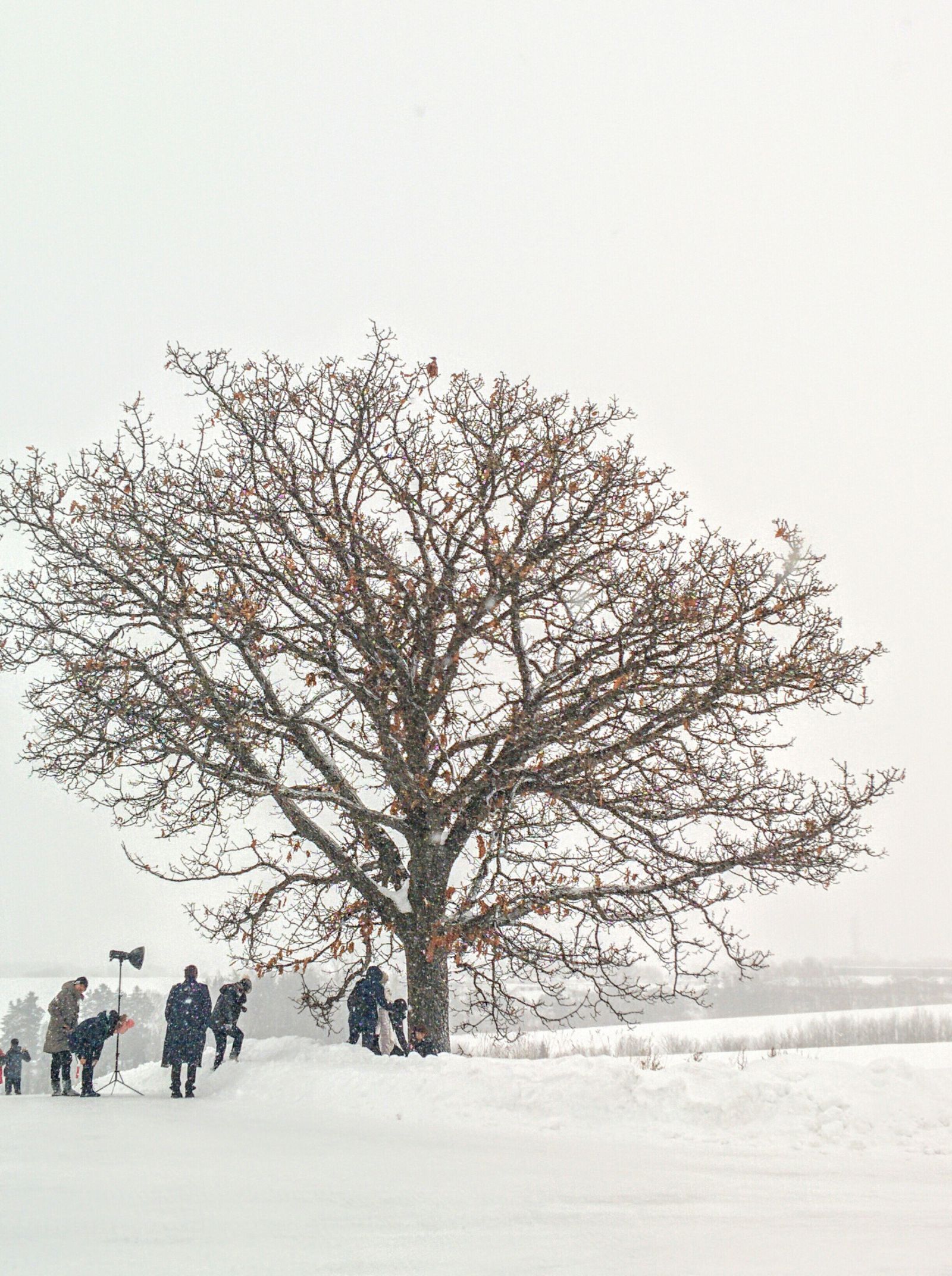 美瑛町・セブンスターの木「冬」観光案内です。