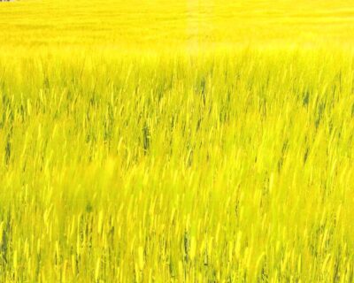 北海道の『小麦』です。【北海道】